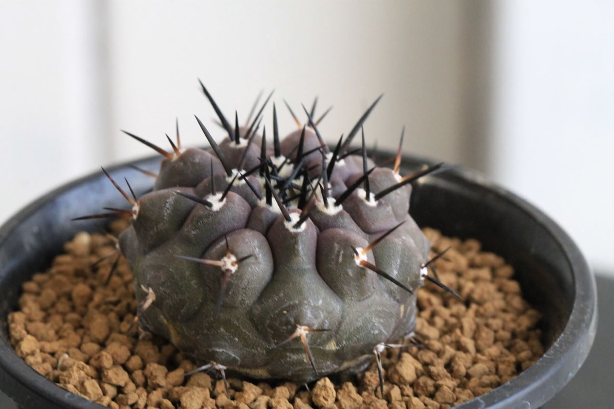 コピアポア黒王丸実生 コピアポア 黒王丸（実生） | hanayoshi-botanical