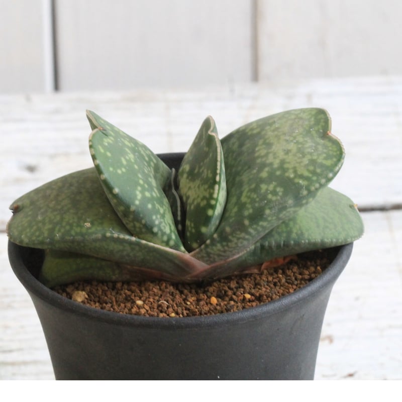 【こゆき】 『恐竜』巨大株 葉長25㌢ ガステリア属 こゆき】 『恐竜』巨大株 葉長25㌢ ガステリア属 こゆき様専用