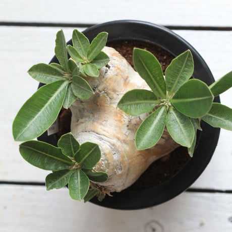 pachypodium エブレネウム