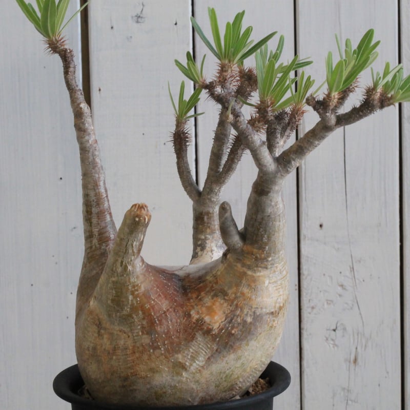 パキポディウム グラキリス 現地球 | hanayoshi-botanical