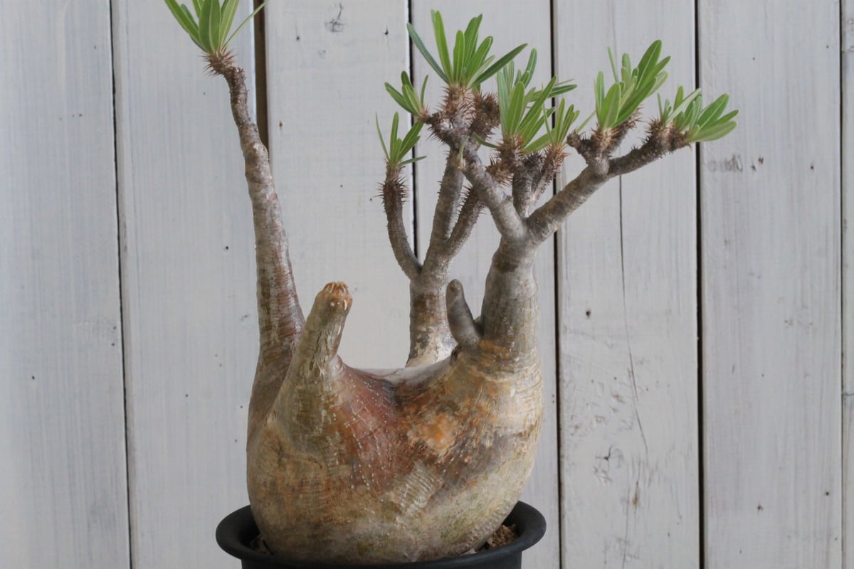 パキポディウム グラキリス 現地球 | hanayoshi-botanical