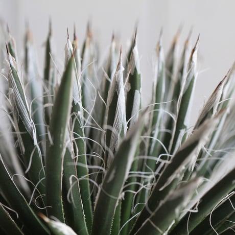 Agave　樹氷
