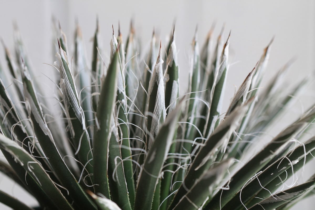 極品アガべ樹氷濃白株多肉植物  17cm Agave 樹氷 | hanayoshi-botanical