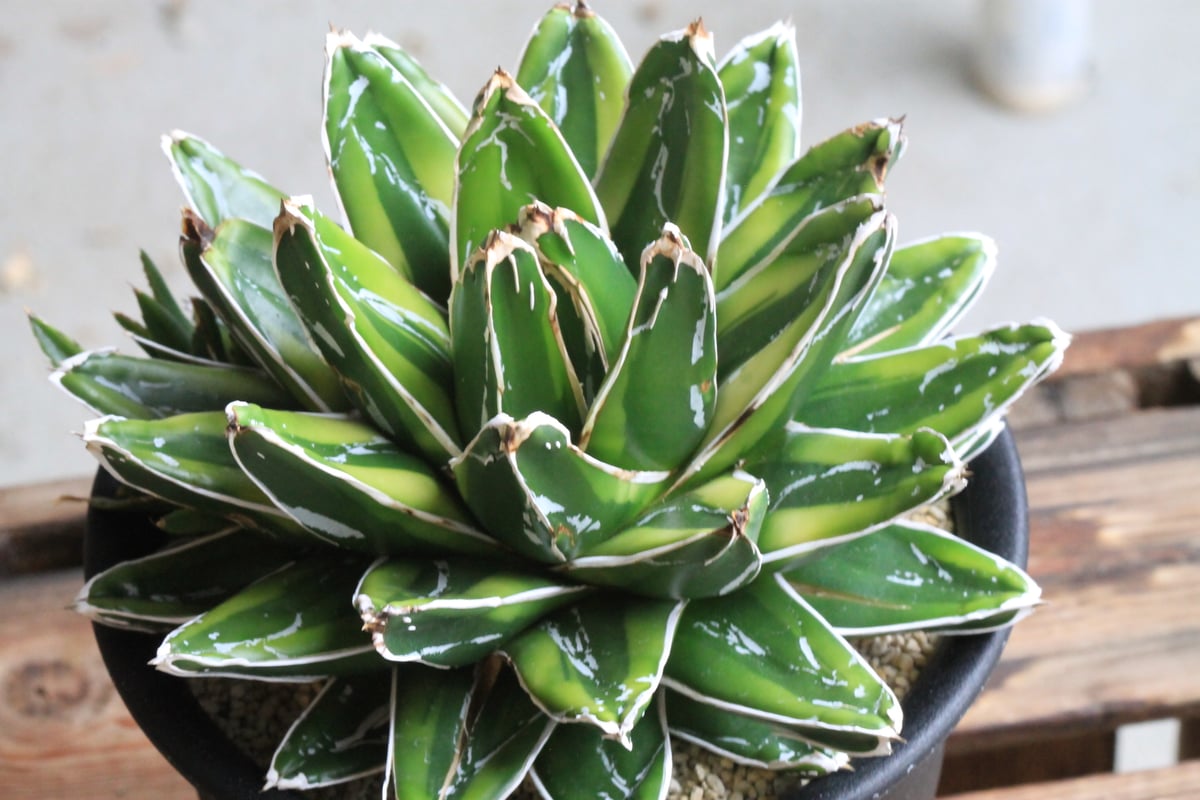 アガベ 笹の雪 輝山 | hanayoshi-botanical