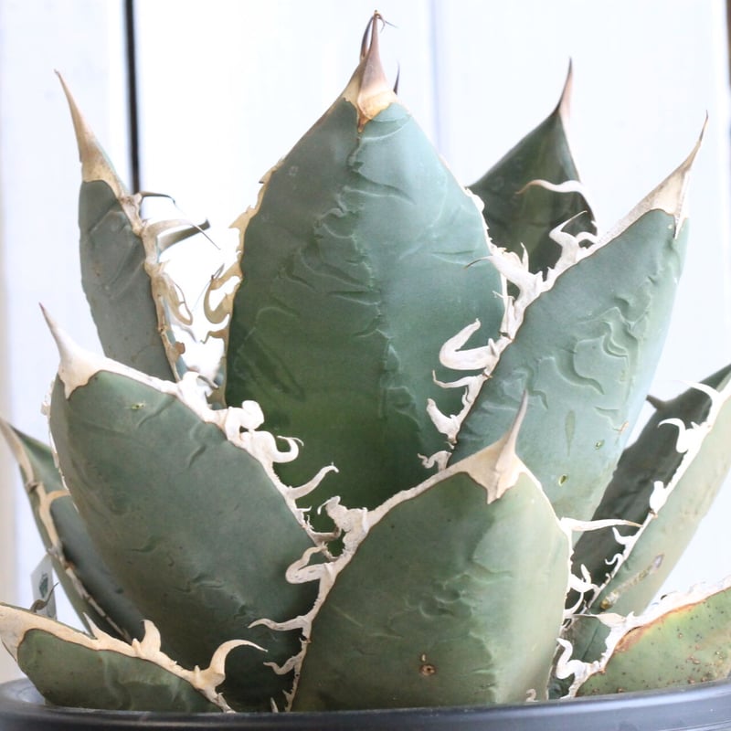 アガベ チタノタ ホワイトシャーク | hanayoshi-botanical