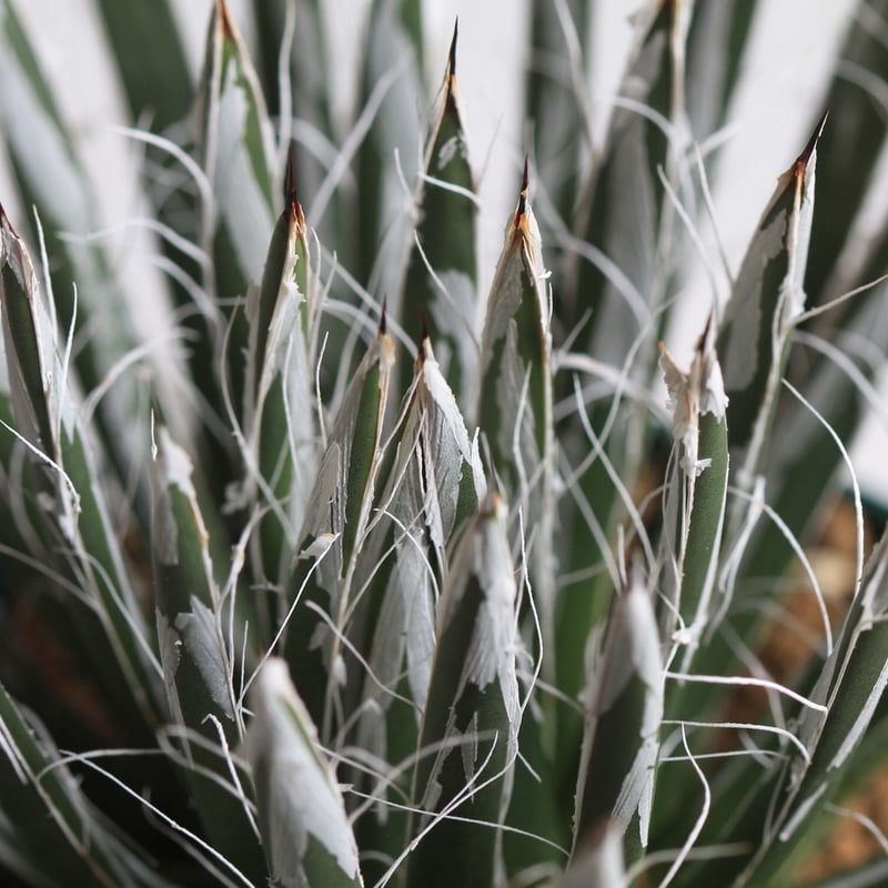 Agave 樹氷 | hanayoshi-botanical