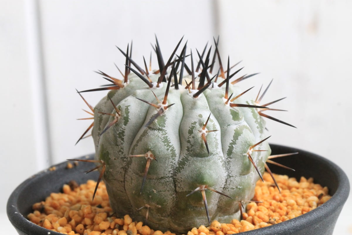 コピアポア黒王丸 コピアポアシレネア コピアポア シネレア 黒王丸① | hanayoshi-botanical