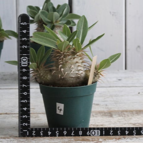 CATEGORY パキポディウム | hanayoshi-botanical