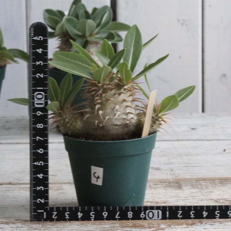 パキポディウム ラウヒー 実生④ | hanayoshi-botanical