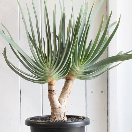Aloe　プリカチリス