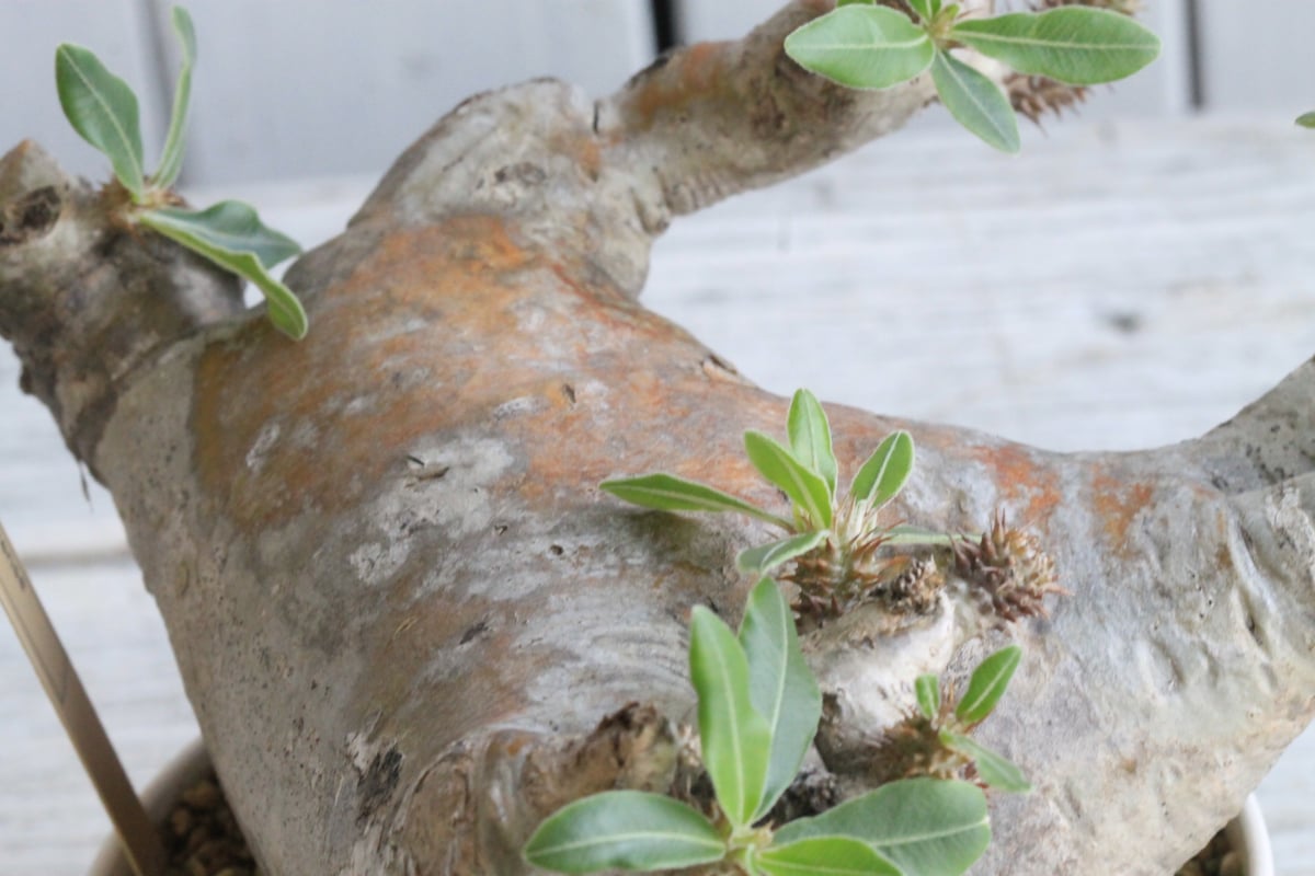 パキポディウム マカイエンセ 現地球 パキポディウム マカイエンセ 現地球〈魔界玉〉 | N collect plants