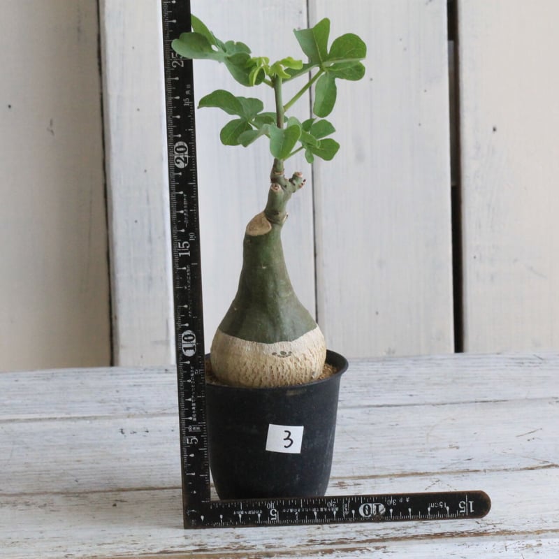 9月入荷 アデニア グラウカ 10粒 種 種子 証明書あり0310 9月入荷 アデニア グラウカ 10粒 種 種子 証明書あり0310 9月入荷