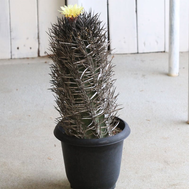 アストロフィツム 大鳳玉 | hanayoshi-botanical