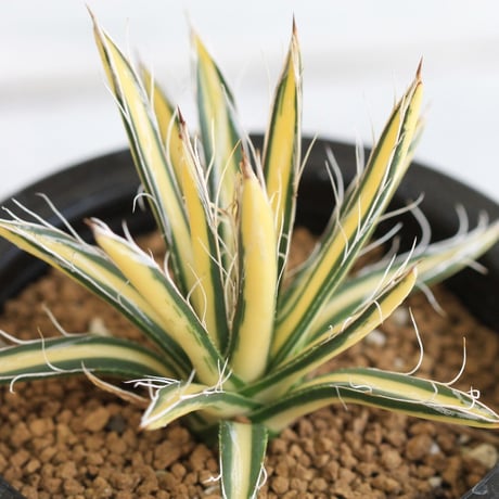 Agave 姫乱雪黄中斑