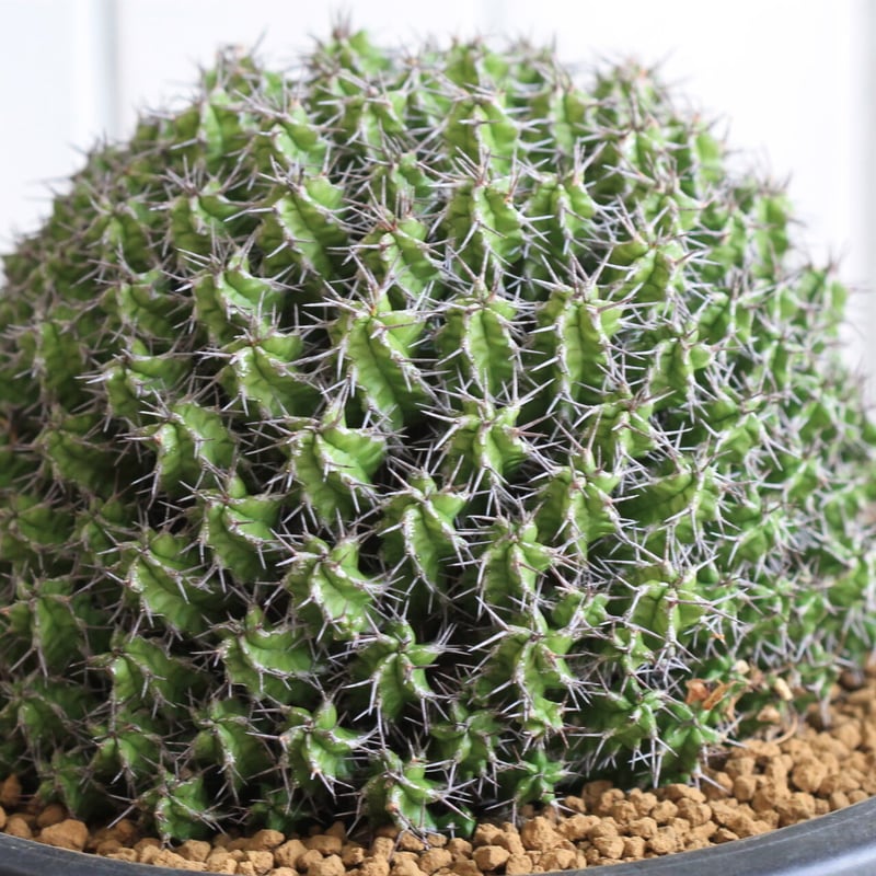 Euphorubia ミトリフォルミス | hanayoshi-botanical