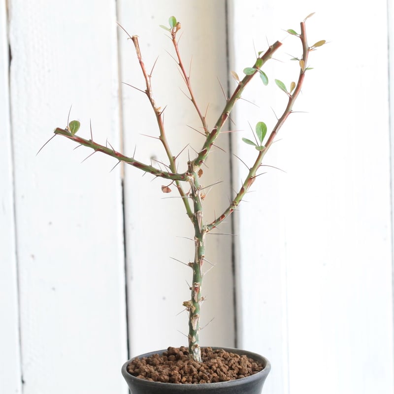 フォークイエリア ファシクラータ | hanayoshi-botanical