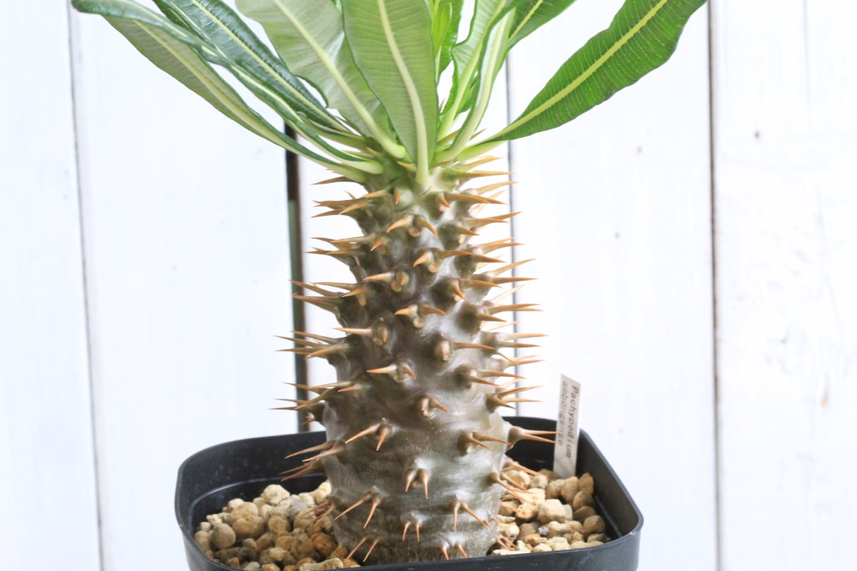 パキポディウム・アンボンゲンセ 実生 パキポディウム アンボンゲンセ【実生】RFHK25011165(T) | RAFLUM / ラ