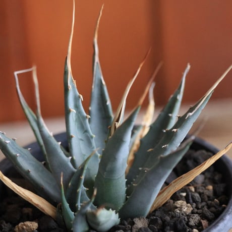 Agave  utahensis eborispina  ユタエンシス　エボリスピナ