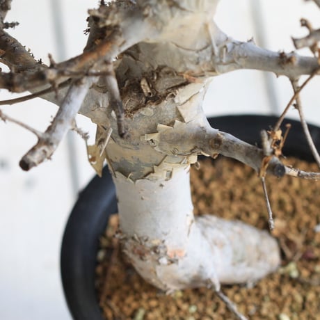 Comiphora holtziana  ホルトジアナ