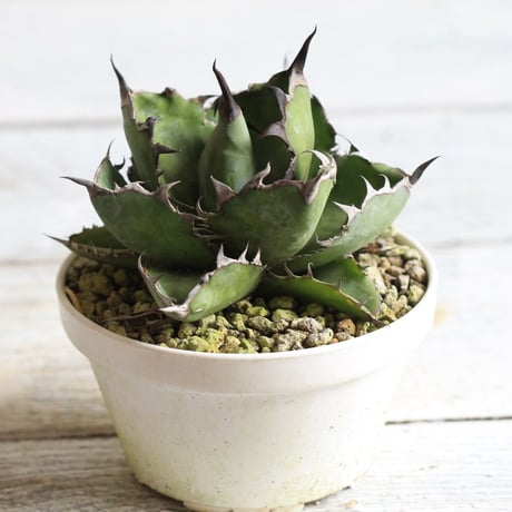 Agave ブラック＆ブルー