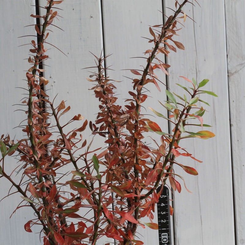 フォークイエリア ファシクラータ | hanayoshi-botanical