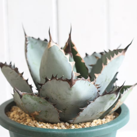 Agave titanota  ブラック＆ブルー