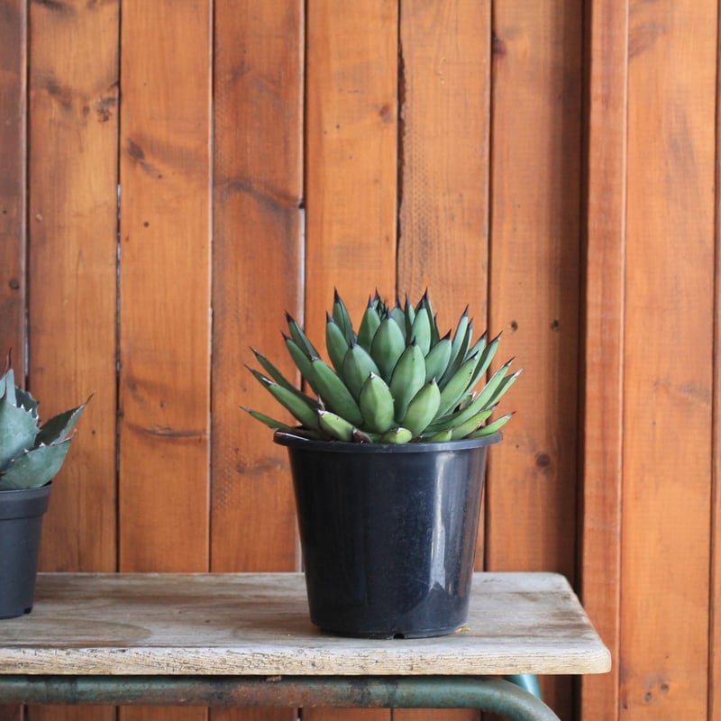 Agave Royal Spin アガベ ロイヤルスピン | hanayoshi-botanical