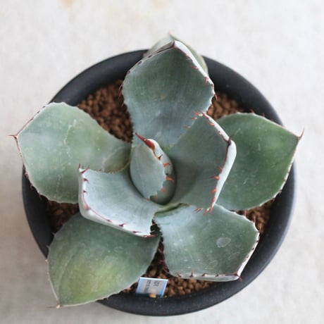 Agave parry v. truncata