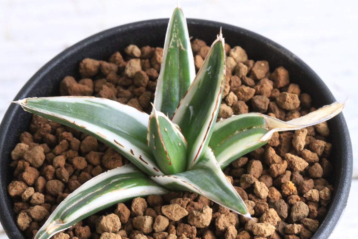 Amazon.co.jp: アガベ 笹の雪 フランシスアイボリー Agave 種 散