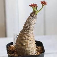 ユーフォルビア　パキポディオイデス