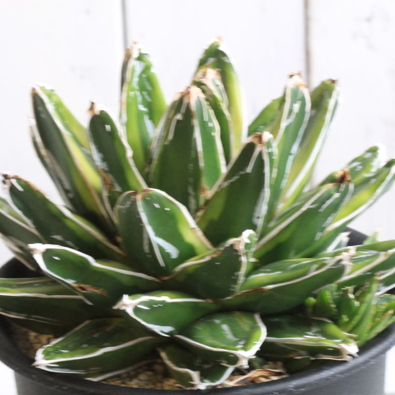 アガベ 笹の雪 輝山 アガベ 笹の雪 