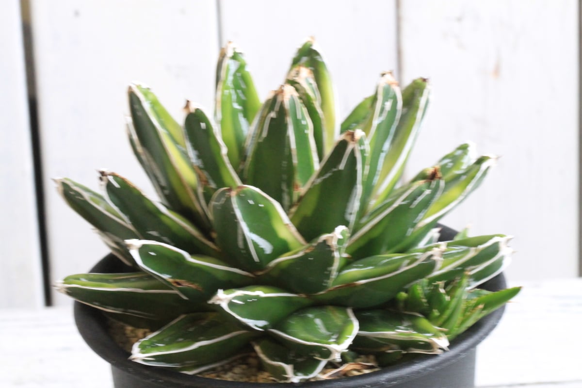 アガベ 笹の雪 輝山 | hanayoshi-botanical