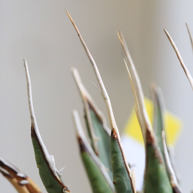 アガベ ユタエンシス カイバベンシス | hanayoshi-botanical