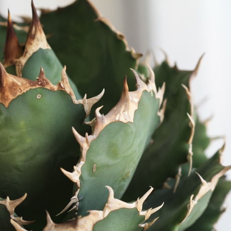 Agave titanota (N.F)
