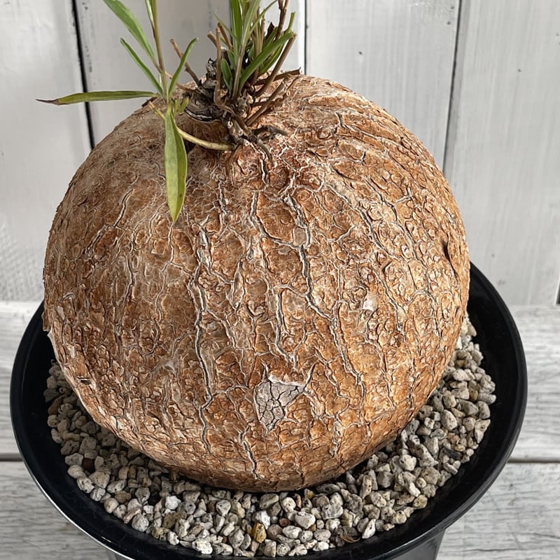 イポメア ボルシアーナ | hanayoshi-botanical