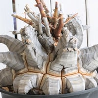 プヤ セルーレア | hanayoshi-botanical