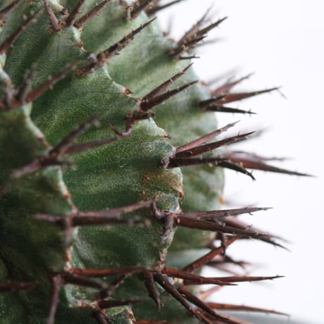 ユーフォルビア　ホリダ　ストリアータ（実生・選）