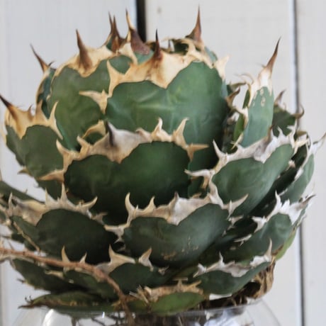 Agave titanota Jupiter