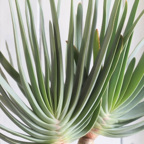 Aloe　プリカチリス