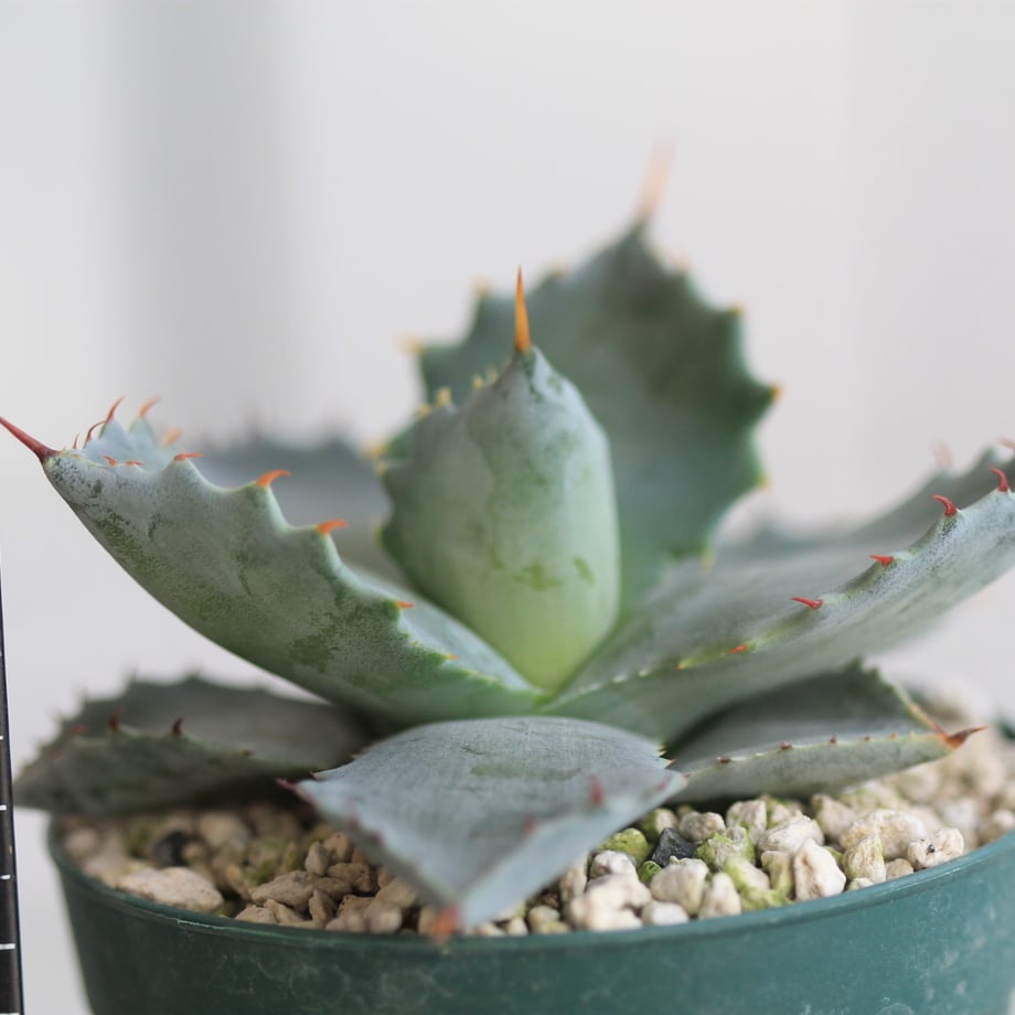 65891e13b8b2990a004082f2