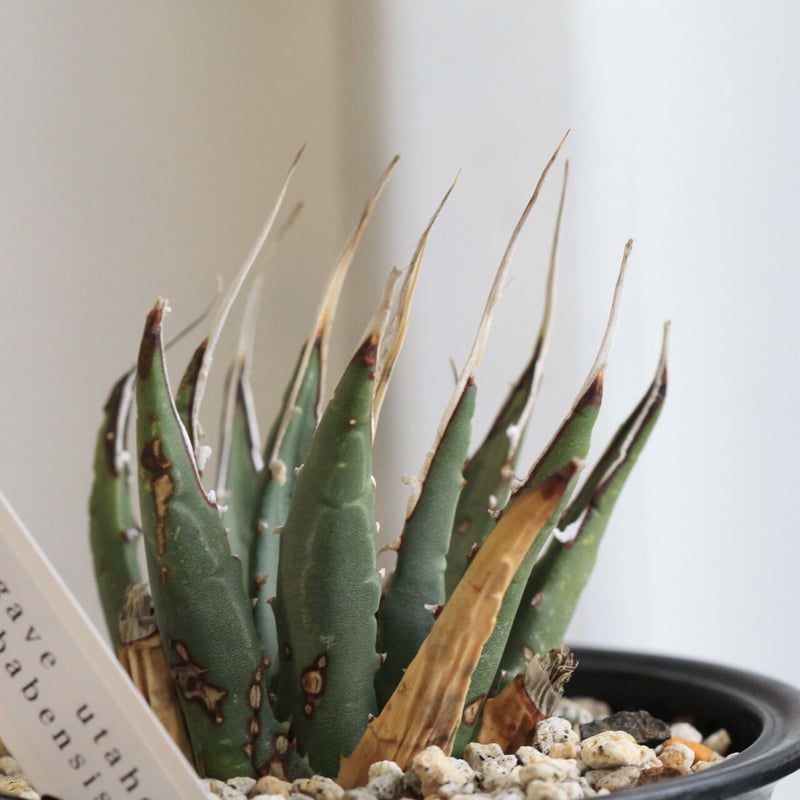 アガベ ユタエンシス カイバベンシス | hanayoshi-botanical