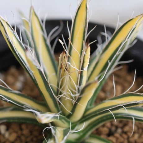 Agave 姫乱雪黄中斑