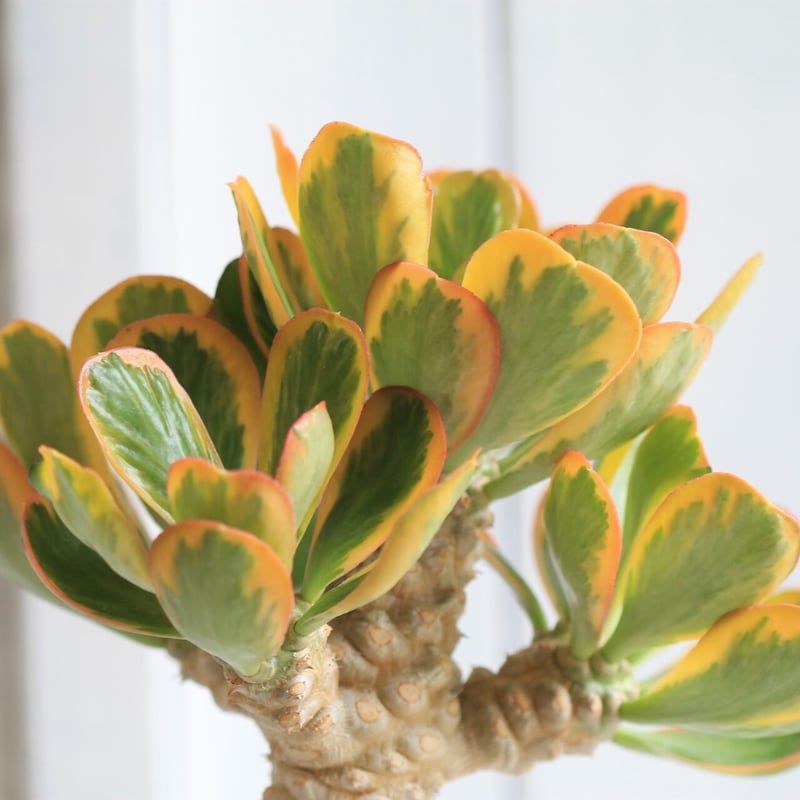 【国内今夏採種】サピニー 10粒 サボテン：アストロフィツム 亀甲碧瑠璃鸞鳳玉 ツギ*幅15cm