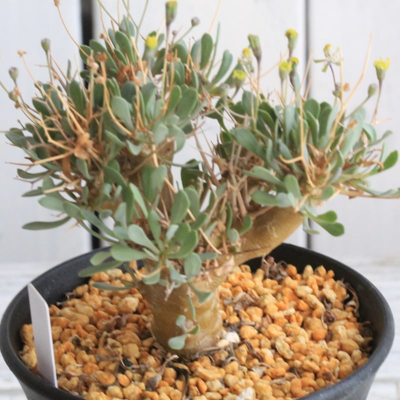 オトンナ ユーフォルビオイデス スティンコフ 実生 9本セット オトンナ ユーフォルビオイデス スティンコフ 実生 9本セット オトンナ