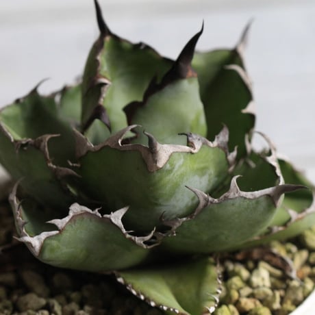 Agave ブラック＆ブルー