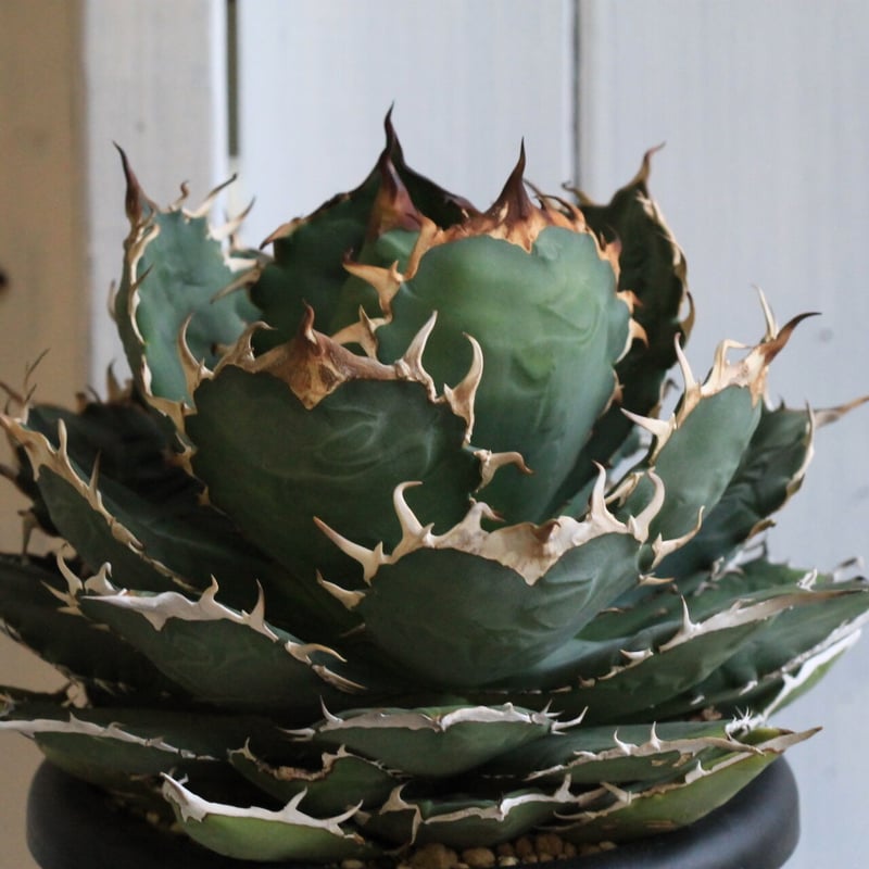 アガベ チタノタ NF | hanayoshi-botanical