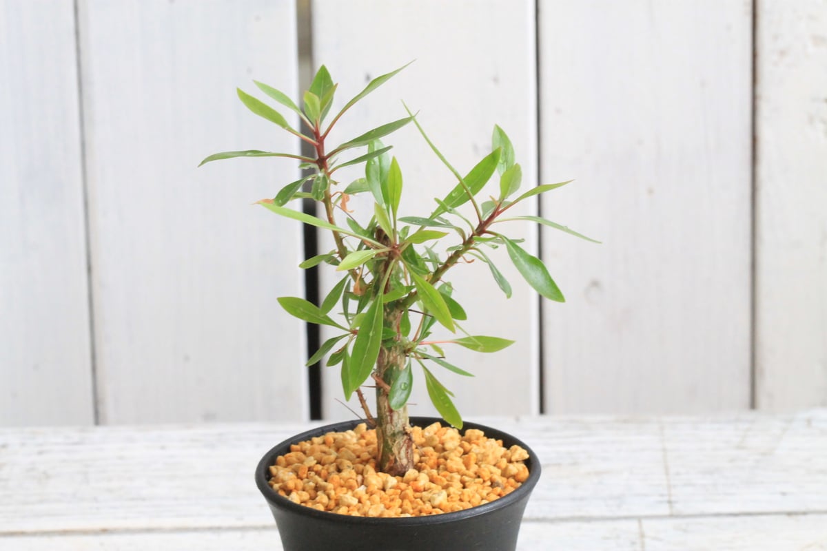 太枝挿し木！ 良型 純血 フォークイエリア ファシクラータ 発根済み