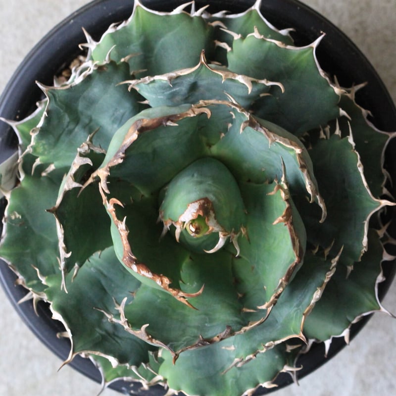 アガベ チタノタ FO-76 | hanayoshi-botanical