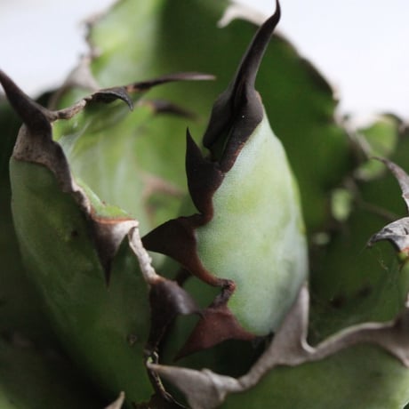 Agave ブラック＆ブルー