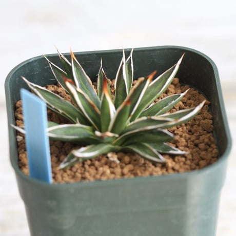 Agave filifera ssp .schidigera "white stripe'